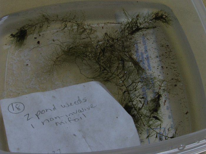 site18 lowwater milfoil
